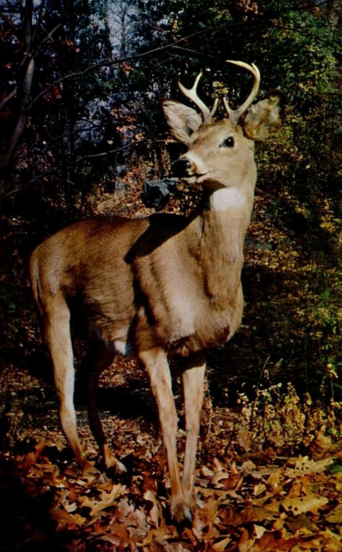 Underground Forest - Vintage Postcard